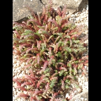 Sedum rupestre, forme glauque (fam Crassulacees) (Europe) (1)